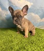 AKC Jax, a male French Bulldog for sale in Bonne Terre, MO – 7 of 9