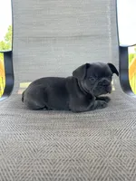 AKC Mabel , a female French Bulldog for sale in Bonne Terre, MO – 2 of 5