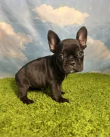 AKC Jada, a female French Bulldog for sale in Bonne Terre, MO – 5 of 8