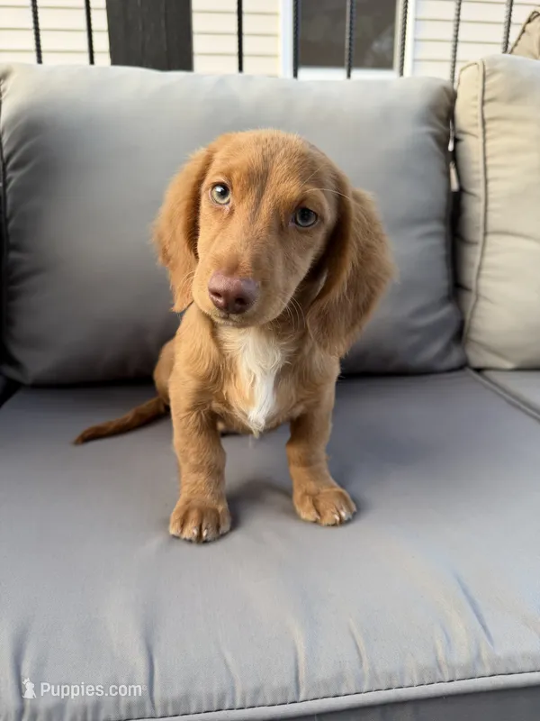 AKC Conway – Miniature Dachshund puppy for sale in Bonne Terre, MO