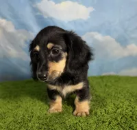 AKC Sutton , a male Miniature Dachshund for sale in Bonne Terre, MO – 5 of 10