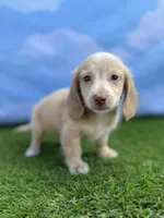 AKC Cash, a male Miniature Dachshund for sale in Bonne Terre, MO – 3 of 9
