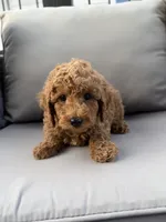 Houston , a male Poodle - Miniature  for sale in Bonne Terre, MO – 3 of 7