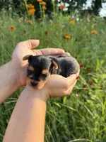 Dottie, a female Yorkshire Terrier for sale in Bonne Terre, MO – 8 of 8