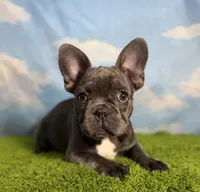 AKC Marlie, a female French Bulldog for sale in Bonne Terre, MO – 4 of 10