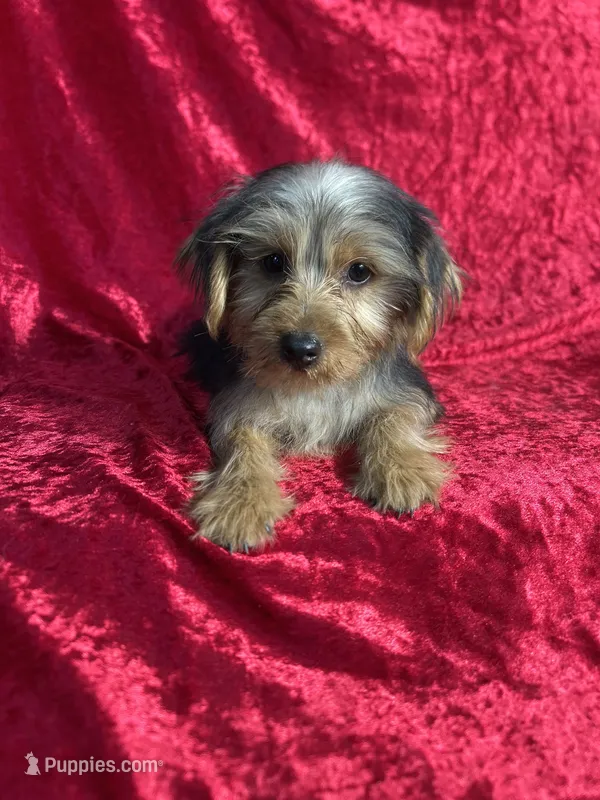 APRI Handsome Holt – Yorkshire Terrier puppy for sale in Bonne Terre, MO
