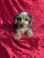 APRI Handsome Holt, a male Yorkshire Terrier for sale in Bonne Terre, MO – 1 of 6