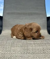 APRI Tessa , a female Cavapoo for sale in Bonne Terre, MO – 9 of 10