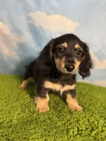 AKC Sutton , a male Miniature Dachshund for sale in Bonne Terre, MO – 7 of 10