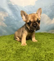 AKC Jolene, a female French Bulldog for sale in Bonne Terre, MO – 3 of 8