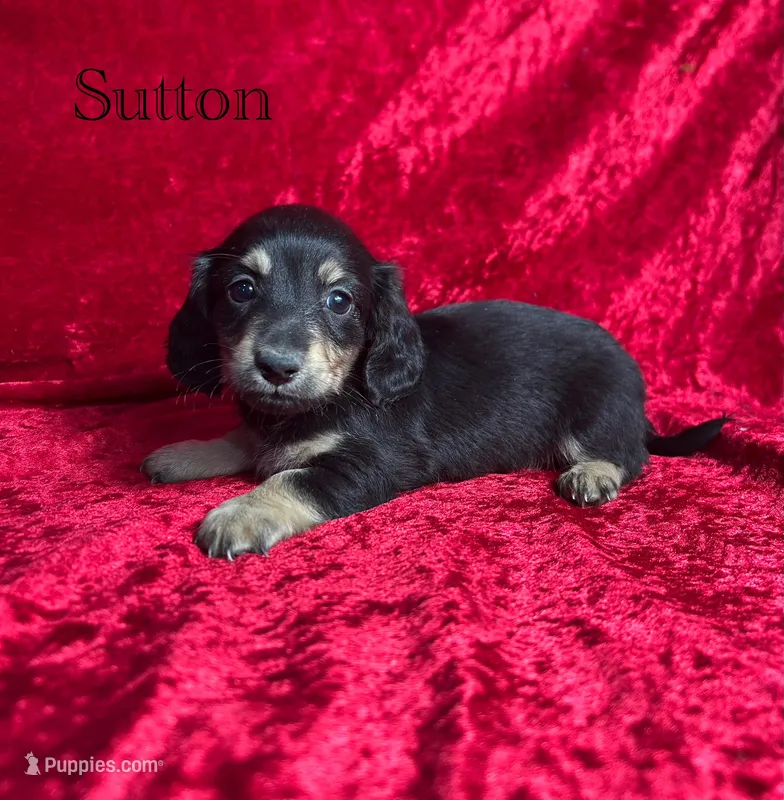 AKC Sutton  – Miniature Dachshund puppy for sale in Bonne Terre, MO