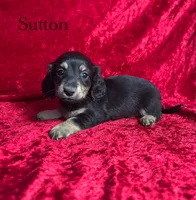 AKC Sutton , a male Miniature Dachshund for sale in Bonne Terre, MO – 1 of 7