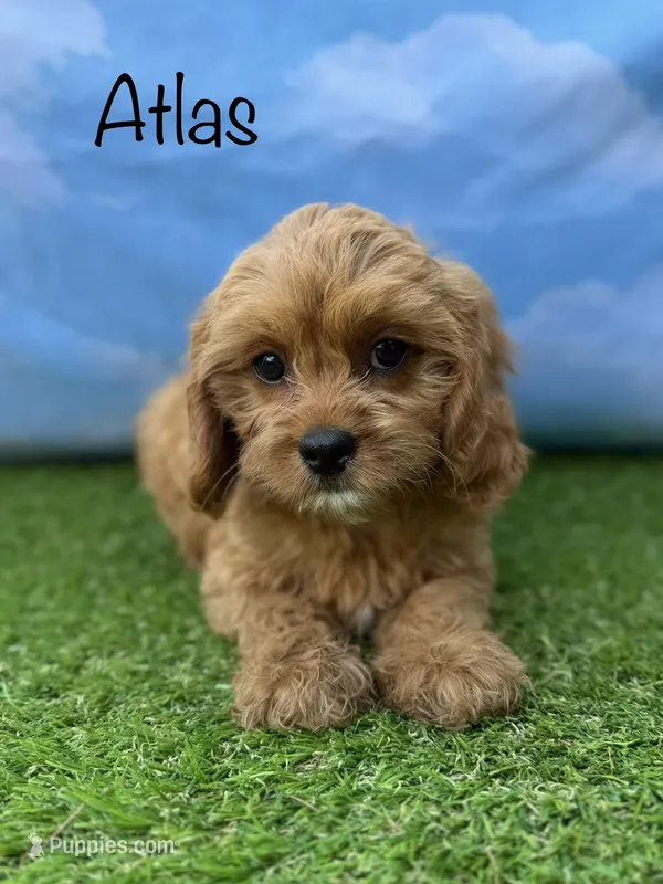 APRI Atlas  – Cavapoo puppy for sale in Bonne Terre, MO