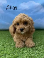 APRI Atlas , a male Cavapoo for sale in Bonne Terre, MO – 1 of 10