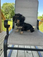 AKC Asher, a male Miniature Dachshund for sale in Bonne Terre, MO – 3 of 8