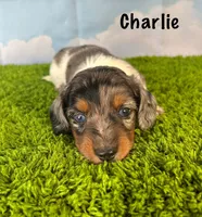 AKC Charlie , a male Miniature Dachshund for sale in Bonne Terre, MO – Photo 1 of 10