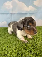 AKC Charlie , a male Miniature Dachshund for sale in Bonne Terre, MO – Photo 6 of 10