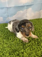 AKC Charlie , a male Miniature Dachshund for sale in Bonne Terre, MO – Photo 4 of 10
