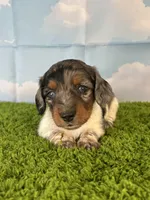 AKC Charlie , a male Miniature Dachshund for sale in Bonne Terre, MO – Photo 2 of 10
