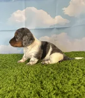 AKC Charlie , a male Miniature Dachshund for sale in Bonne Terre, MO – Photo 8 of 10