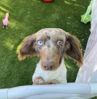 AKC Charlie , a male Miniature Dachshund for sale in Bonne Terre, MO – Photo 9 of 10