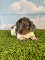 AKC Charlie , a male Miniature Dachshund for sale in Bonne Terre, MO – Photo 3 of 10