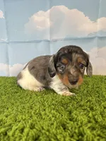 AKC Charlie , a male Miniature Dachshund for sale in Bonne Terre, MO – Photo 7 of 10