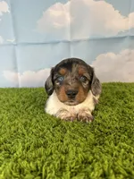 AKC Charlie , a male Miniature Dachshund for sale in Bonne Terre, MO – Photo 5 of 10