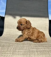 APRI Ace , a male Cavapoo for sale in Bonne Terre, MO – 5 of 5
