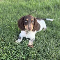 AKC Twix, a male Miniature Dachshund for sale in Bonne Terre, MO – 2 of 10