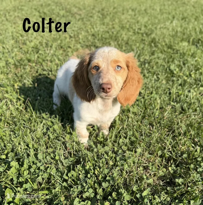 AKC Colter – Miniature Dachshund puppy for sale in Bonne Terre, MO