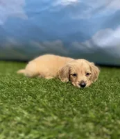 AKC Patton, a male Miniature Dachshund for sale in Bonne Terre, MO – 5 of 10