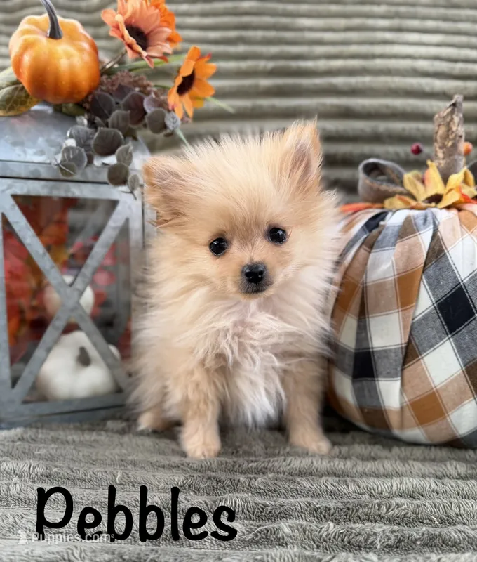 AKC Pebbles – Pomeranian puppy for sale in Bonne Terre, MO