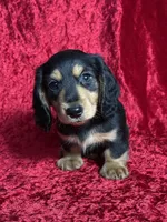 AKC Link , a male Miniature Dachshund for sale in Bonne Terre, MO – Photo 4 of 8