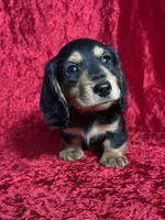 AKC Link , a male Miniature Dachshund for sale in Bonne Terre, MO – Photo 3 of 8