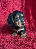 AKC Link , a male Miniature Dachshund for sale in Bonne Terre, MO – Photo 5 of 8