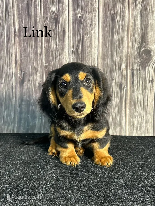 AKC Link  – Miniature Dachshund puppy for sale in Bonne Terre, MO
