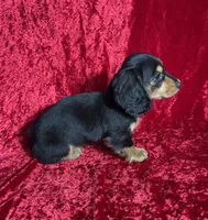AKC Link , a male Miniature Dachshund for sale in Bonne Terre, MO – Photo 7 of 8