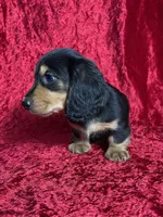 AKC Link , a male Miniature Dachshund for sale in Bonne Terre, MO – Photo 6 of 8