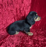 AKC Link , a male Miniature Dachshund for sale in Bonne Terre, MO – Photo 8 of 8