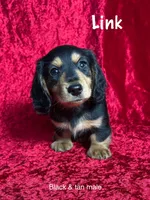 AKC Link , a male Miniature Dachshund for sale in Bonne Terre, MO – Photo 1 of 8