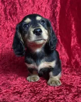 AKC Link , a male Miniature Dachshund for sale in Bonne Terre, MO – Photo 2 of 8
