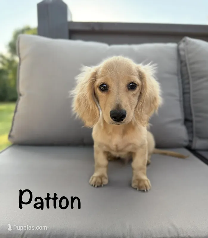 AKC Patton – Miniature Dachshund puppy for sale in Bonne Terre, MO