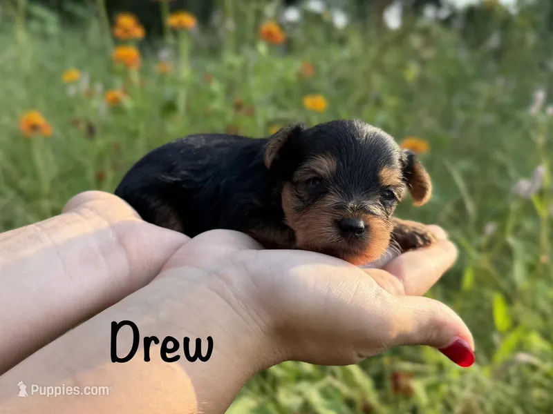 Drew – Yorkshire Terrier puppy for sale in Bonne Terre, MO