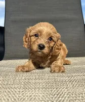 APRI Talon , a male Cavapoo for sale in Bonne Terre, MO – 6 of 10