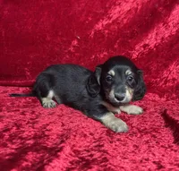 AKC Sutton , a male Miniature Dachshund for sale in Bonne Terre, MO – 2 of 7