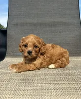 APRI Tucker , a male Cavapoo for sale in Bonne Terre, MO – 2 of 10