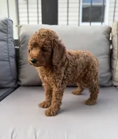 Holden , a male Poodle - Miniature  for sale in Bonne Terre, MO – 5 of 10