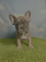 AKC Jax, a male French Bulldog for sale in Bonne Terre, MO – 5 of 9