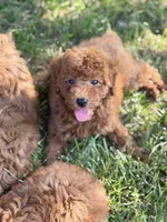 Luca , a male Poodle - Miniature  for sale in Bonne Terre, MO – 4 of 6